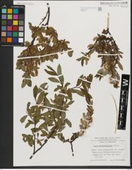 Foto von Salix waldsteiniana Willd.